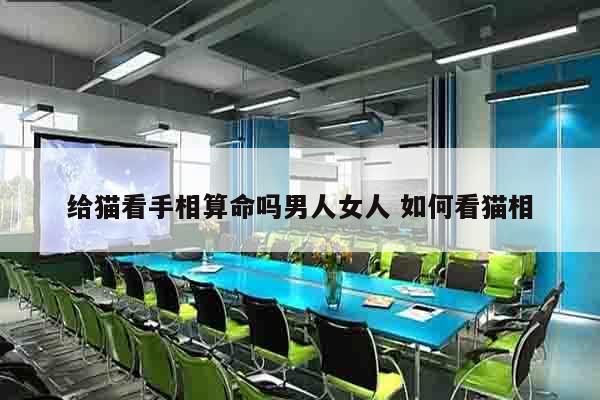 给猫看手相算命吗男人女人 如何看猫相