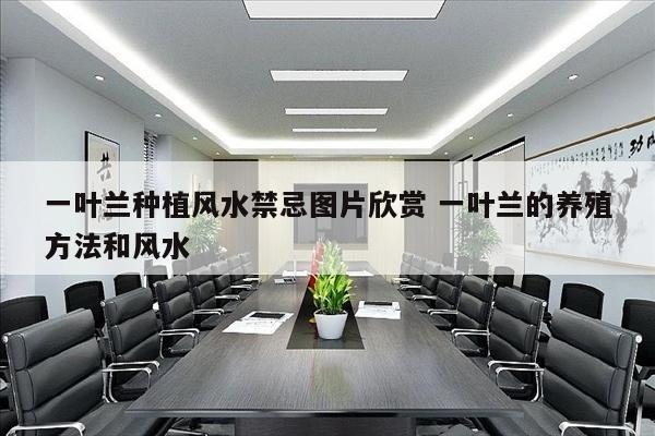 一叶兰种植风水禁忌图片欣赏 一叶兰的养殖方法和风水