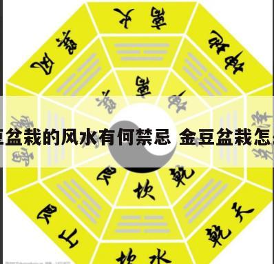 金豆盆栽的风水有何禁忌 金豆盆栽怎么养