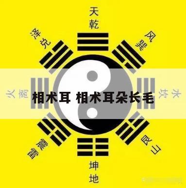 相术耳 相术耳朵长毛